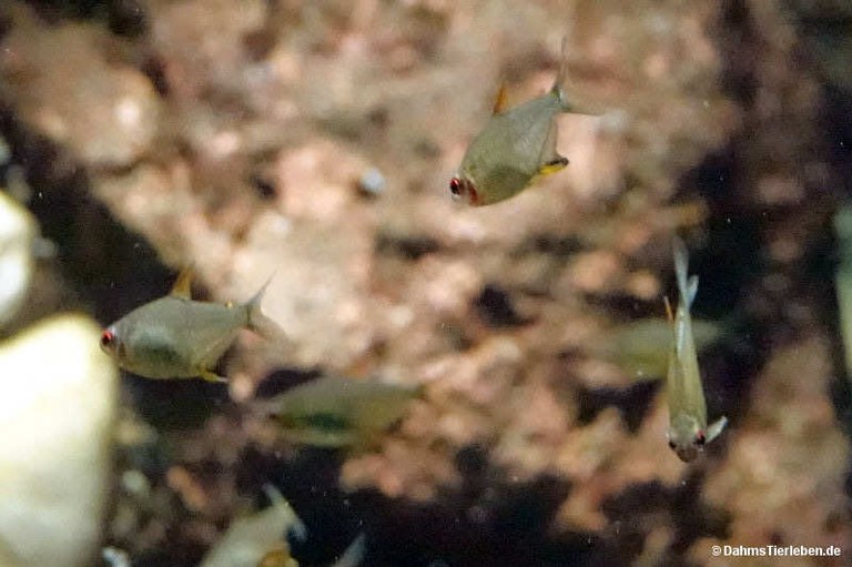 Hyphessobrycon pulchripinnis