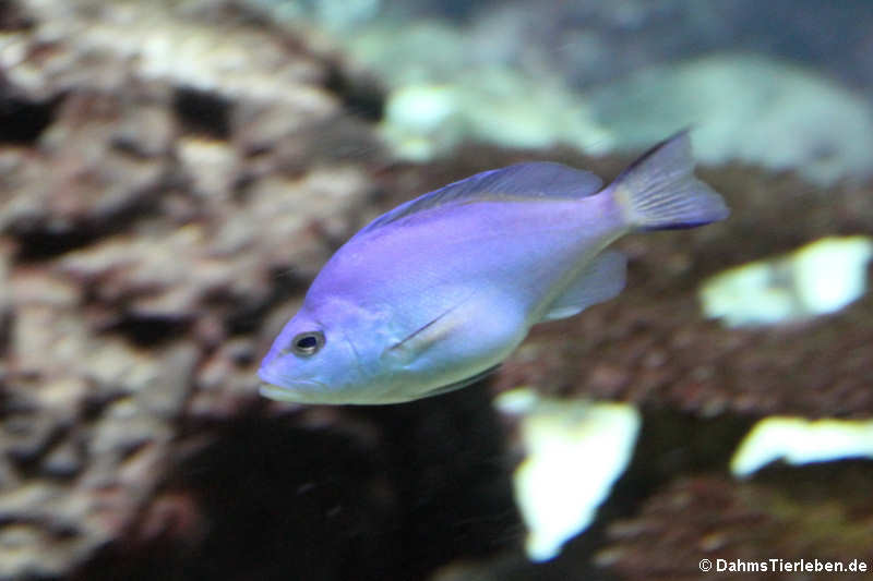 Blauer Hamletbarsch
(Hypoplectrus gemma) Hypoplectrus gemma