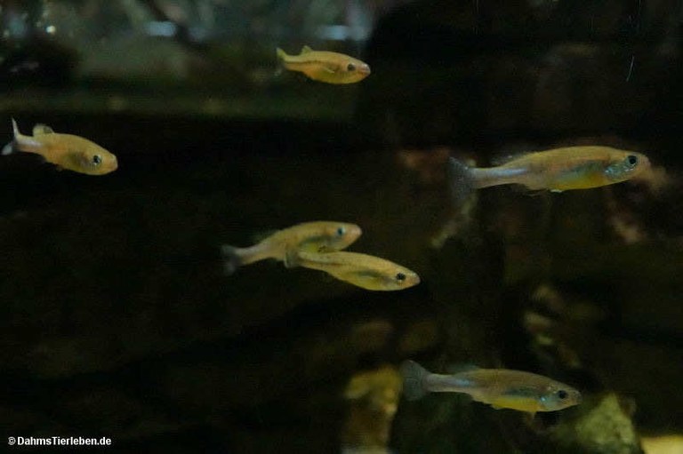 Ilyodon furcidens