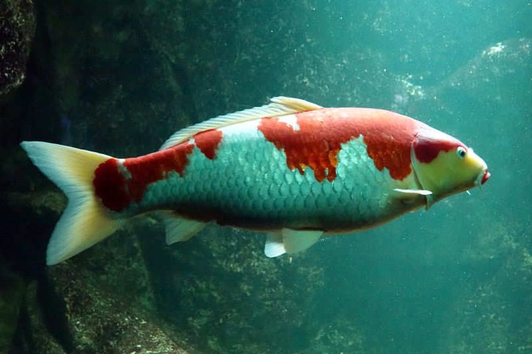 Koi