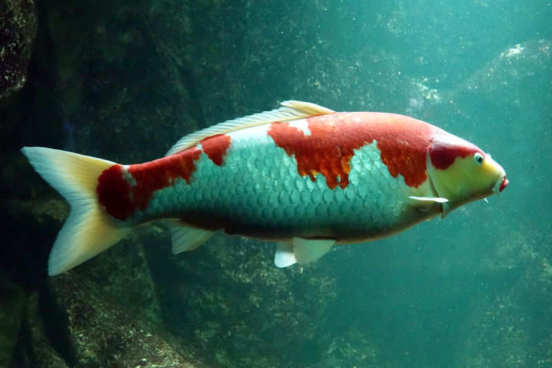 Koi
(Cyprinus carpio f. domestica) Cyprinus carpio f. domestica