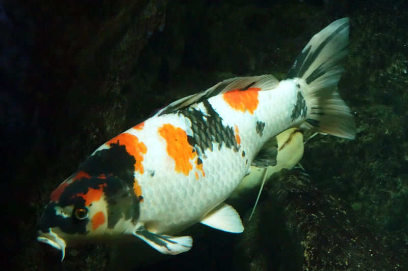 Koi Koi-2