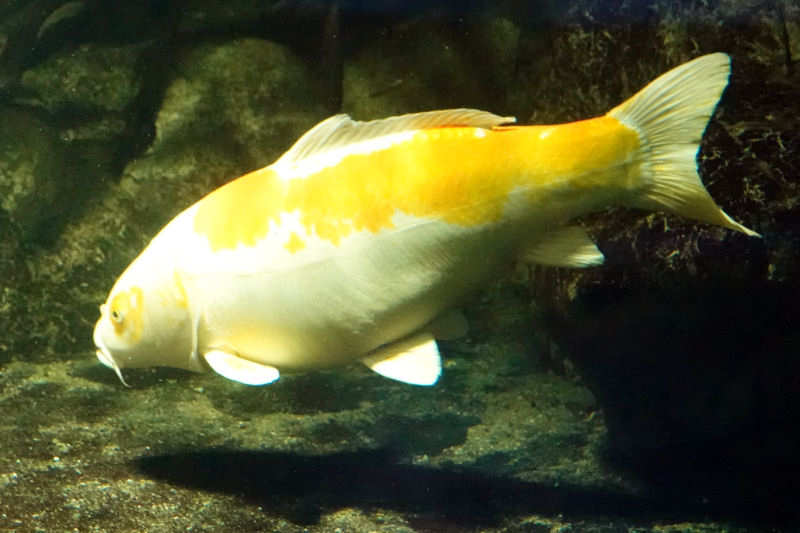 Koi Koi-2