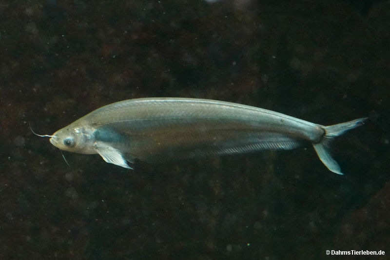 Kryptopterus cryptopterus-1