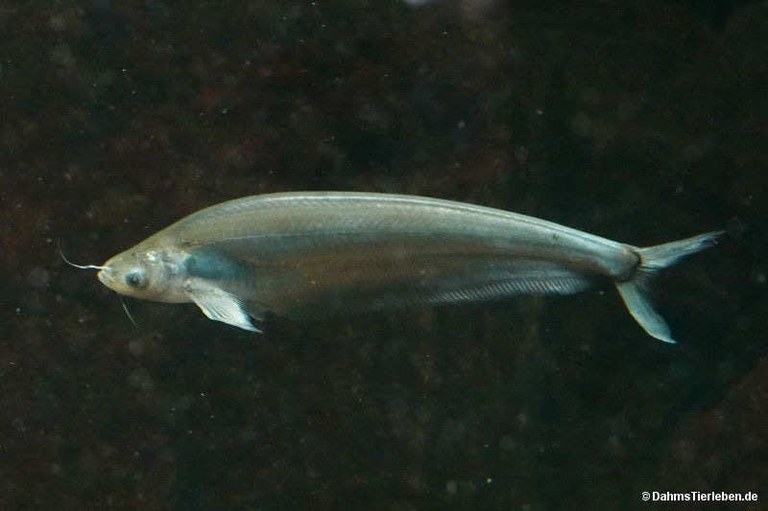 Kryptopterus cryptopterus