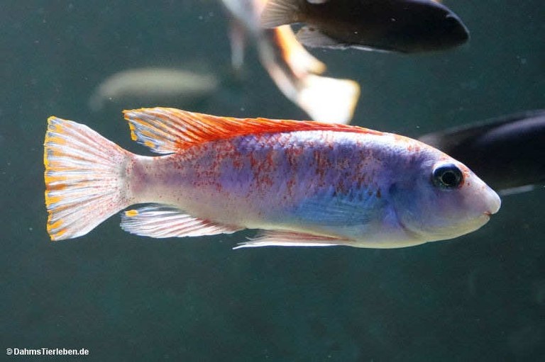 Labeotropheus trewavasae