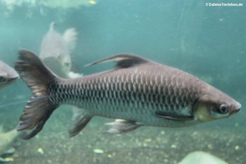 Siambarbe
(Leptobarbus hoevenii) Leptobarbus hoevenii