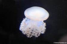Südatlantische Wurzelmundqualle (Lychnorhiza lucerna)
im Aquarium Berlin Lychnorhiza lucerna-1