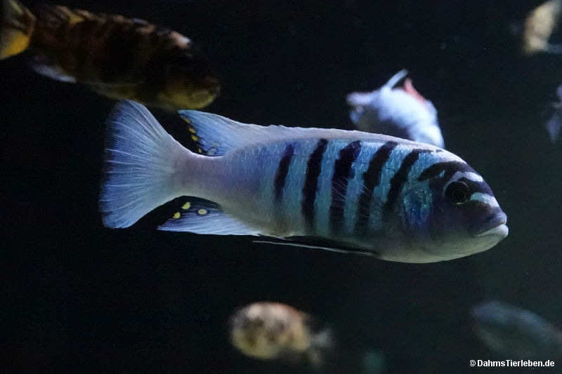 Blauer Malawibuntbarsch Maylandia zebra-2