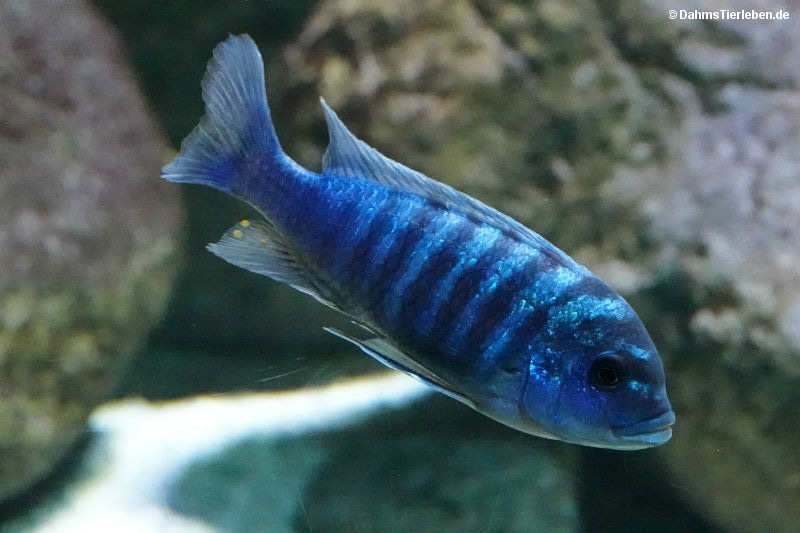Blauer Malawibuntbarsch
(Maylandia zebra) Maylandia zebra