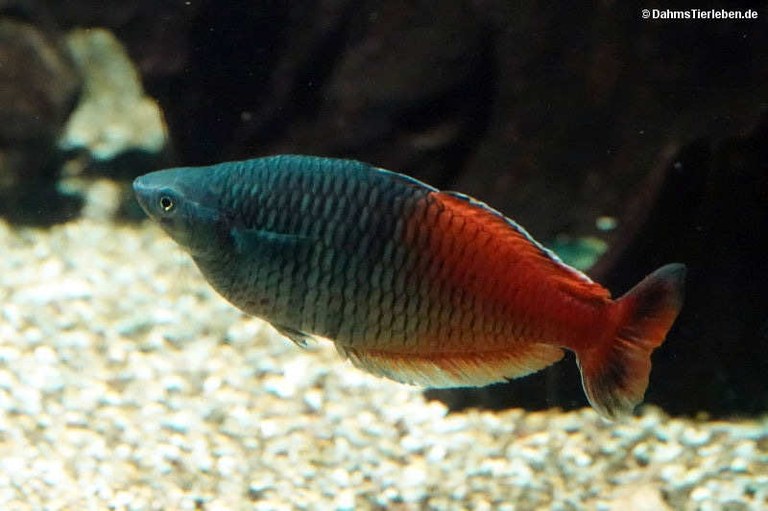 Melanotaenia boesemani