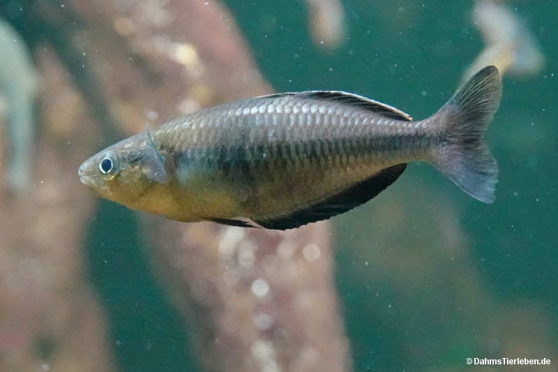 Klasio-Regenbogenfisch
(Melanotaenia klasioensis) Melanotaenia klasioensis