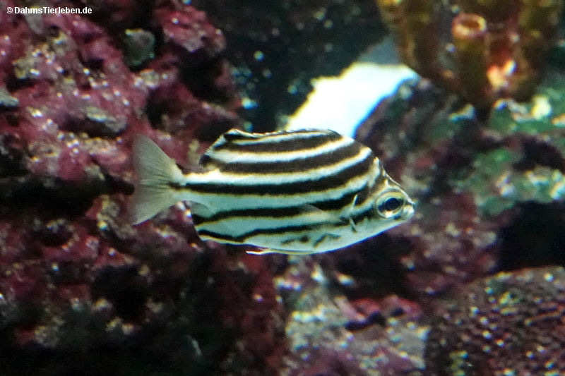Nagasakifisch
(Microcanthus strigatus) Microcanthus strigatus