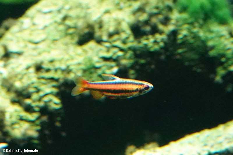 Nannostomus mortenthaleri