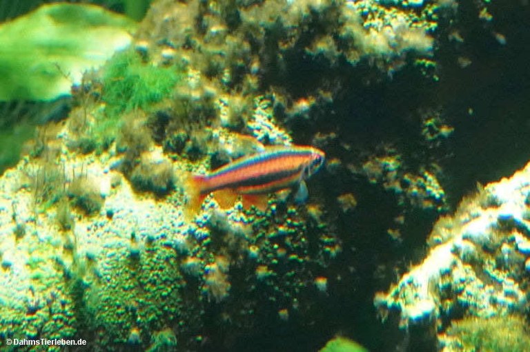Nannostomus mortenthaleri