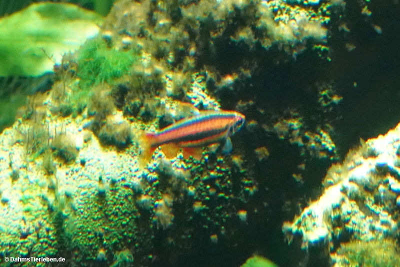 Nannostomus mortenthaleri