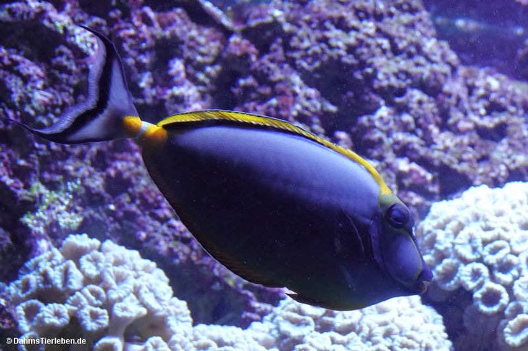 Naso elegans