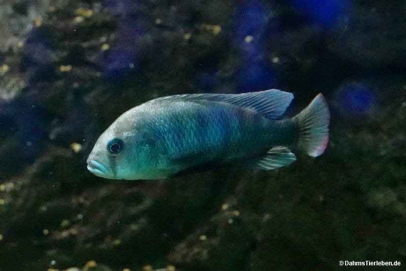 Viktoriabuntbarsch Neochromis omnicaeruleus-1