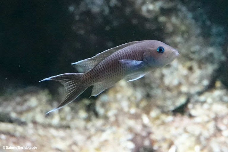 Neolamprologus gracilis
