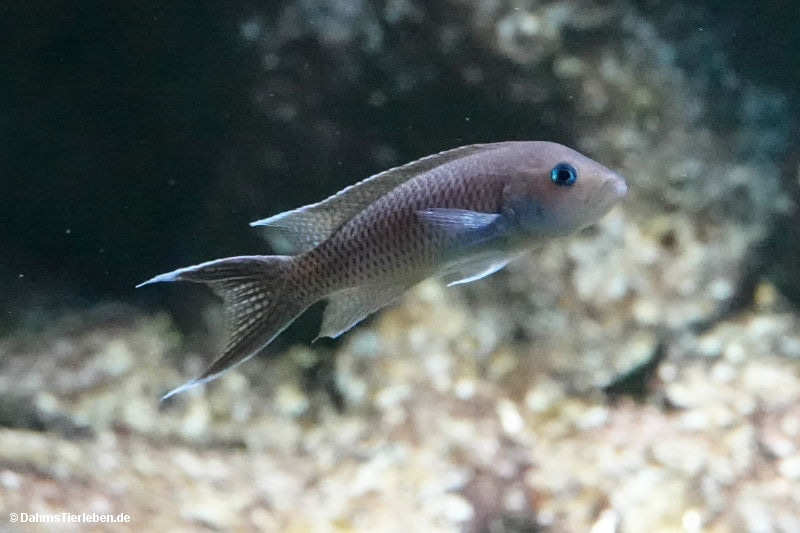 Kapampa-Tanganjikabuntbarsch
(Neolamprologus gracilis) Neolamprologus gracilis
