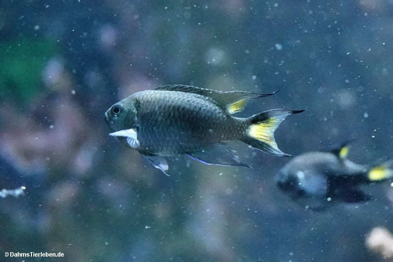 Neopomacentrus azysron