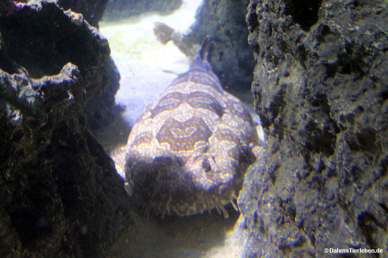 Ornament-Teppichhai Orectolobus ornatus-1