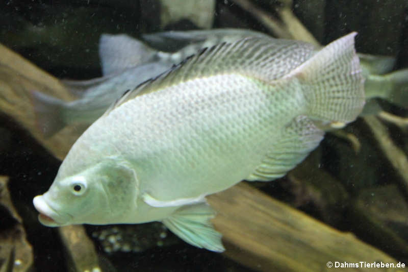 Nil-Tilapia
(Oreochromis niloticus) Nil-Tilapia (Oreochromis niloticus)