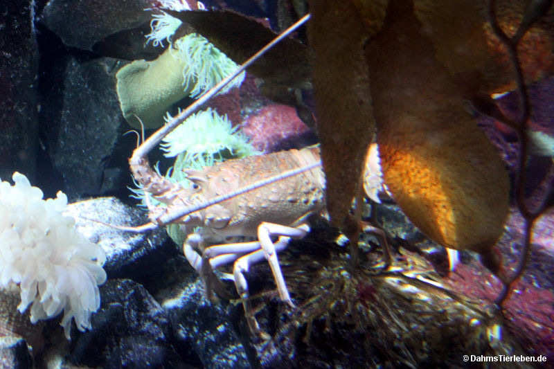 Kalifornische Languste
(Panulirus interruptus) Panulirus interruptus