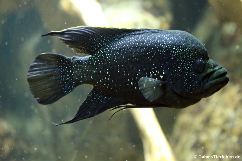 Marakeli-Buntbarsch
(Paratilapia polleni) Marakeli-Buntbarsch (Paratilapia polleni)