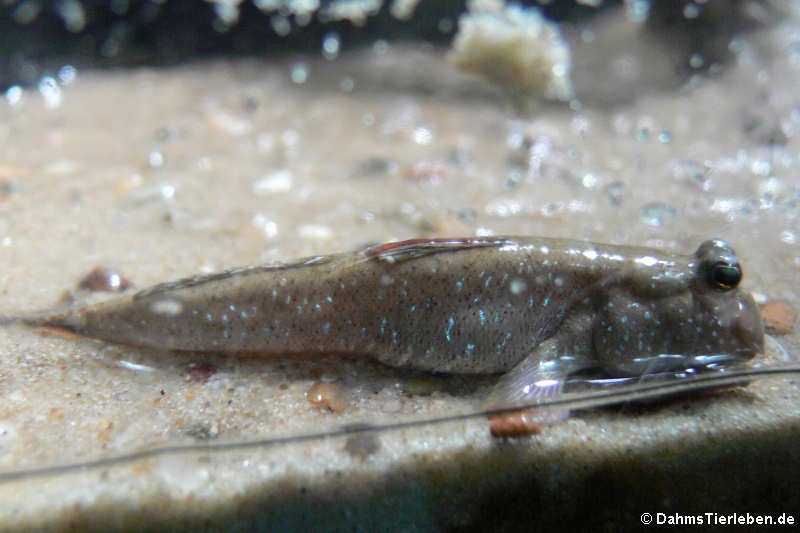 Indischer Zwergschlammspringer
(Periophthalmus novemradiatus) Periophthalmus novemradiatus