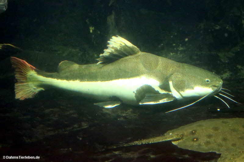 Rotflossen-Antennenwels
(Phractocephalus hemioliopterus) Phractocephalus hemioliopterus