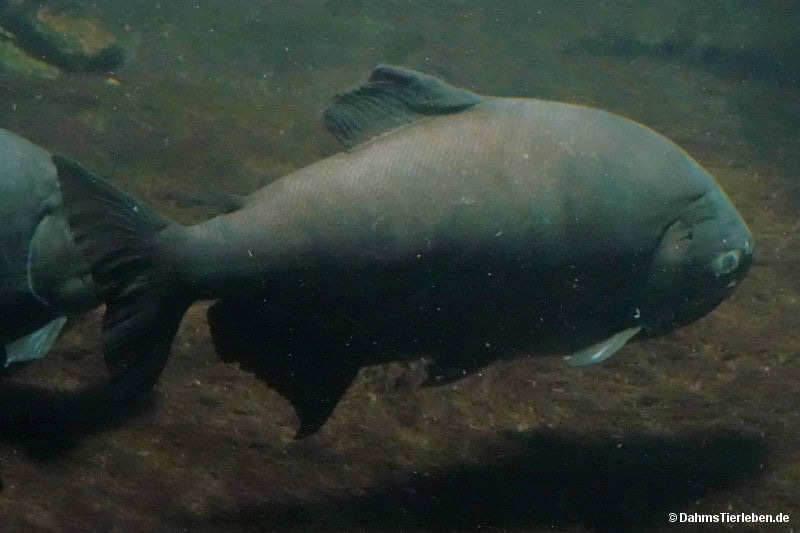 Roter Pacu
(Piaractus brachypomus) Piaractus brachypomus