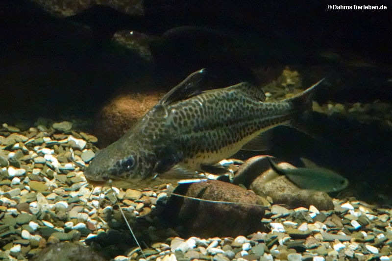 Pimelodus pictus-1