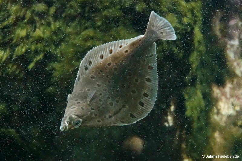 Flunder
(Platichthys flesus) Platichthys flesus