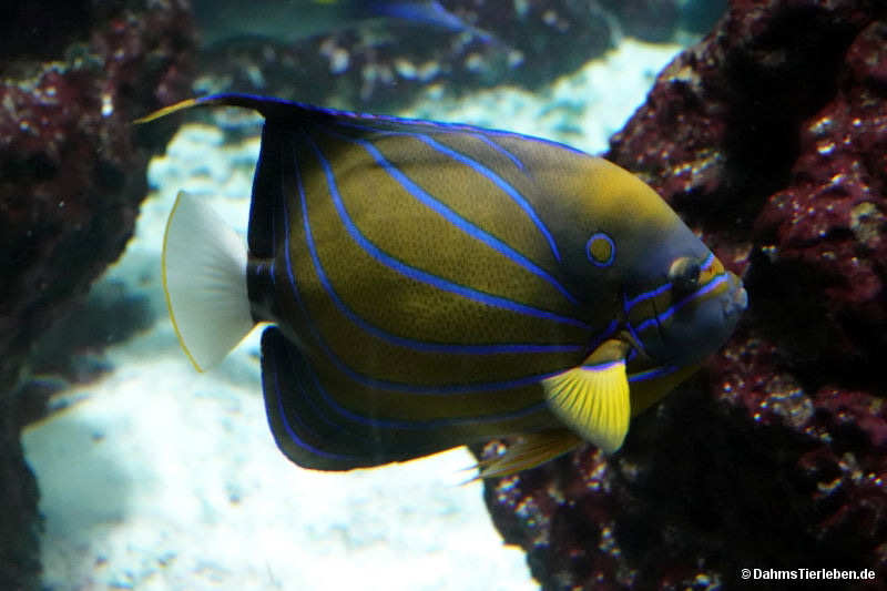 Ringkaiserfisch
(Pomacanthus annularis) Ringkaiserfisch (Pomacanthus annularis)