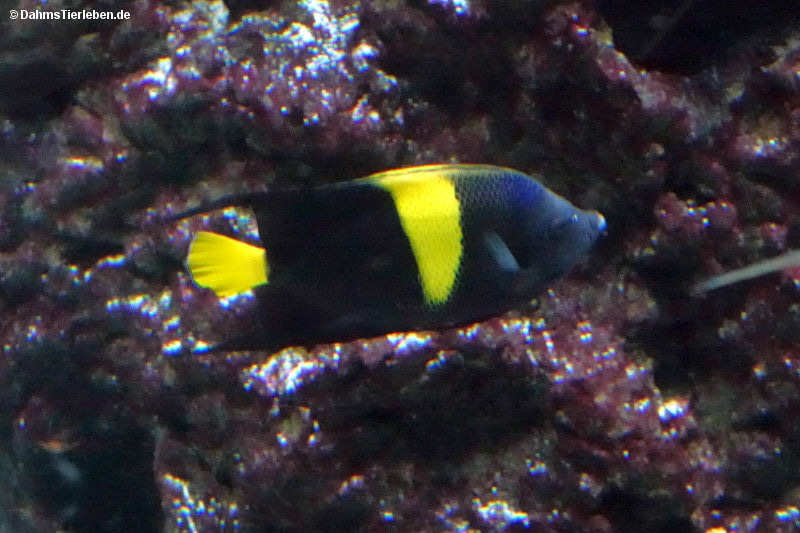 Dunkler Halbmond-Kaiserfisch
(Pomacanthus asfur) Pomacanthus asfur