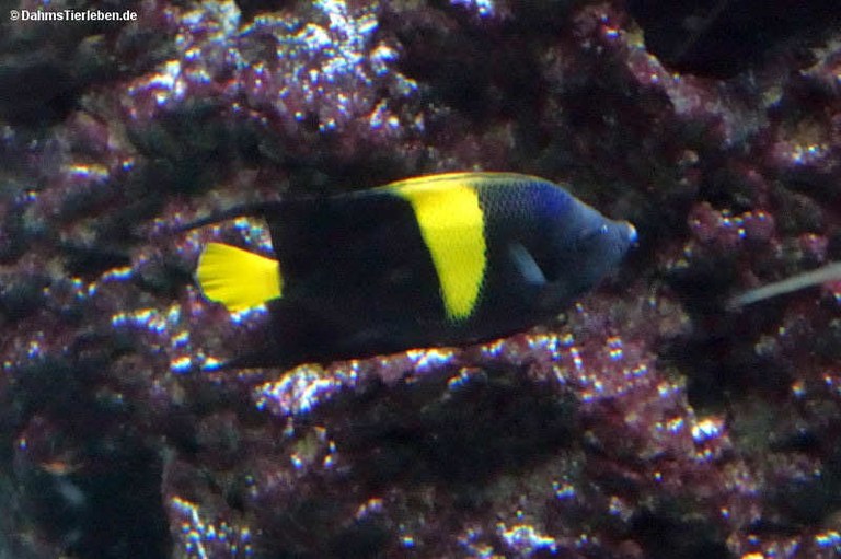 Pomacanthus asfur