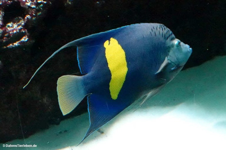 Pomacanthus maculosus