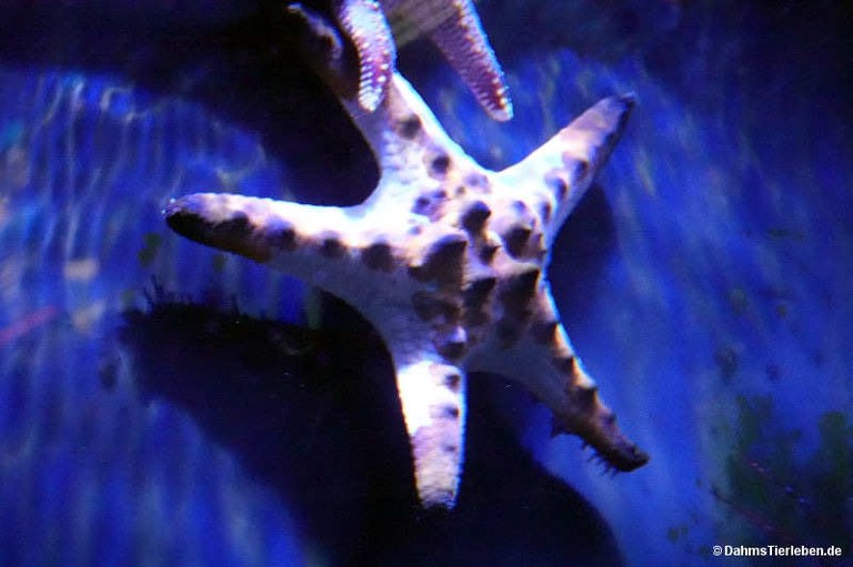 Protoreaster nodosus