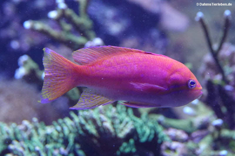 Zweiflecken-Fahnenbarsch
(Pseudanthias bimaculatus) Pseudanthias bimaculatus