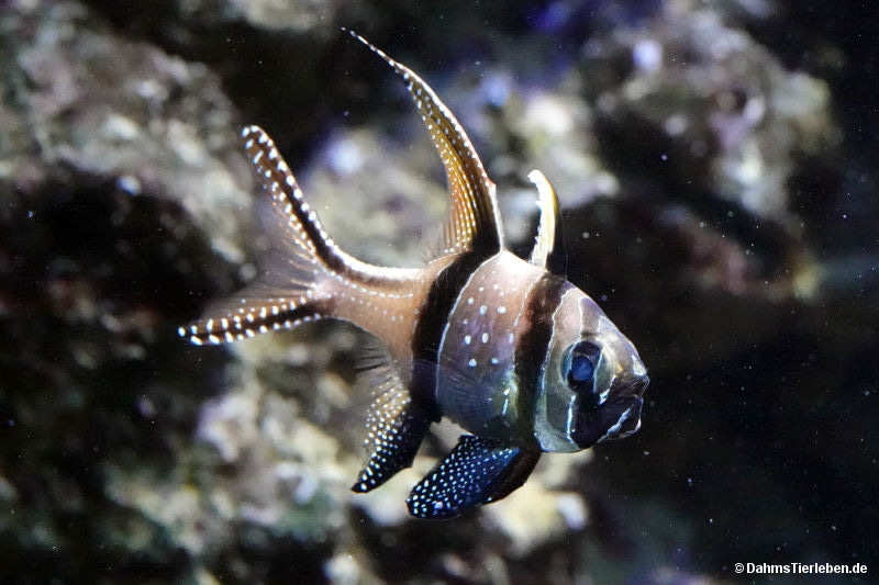 Banggai-Kardinalbarsch
(Pterapogon kauderni) Pterapogon kauderni