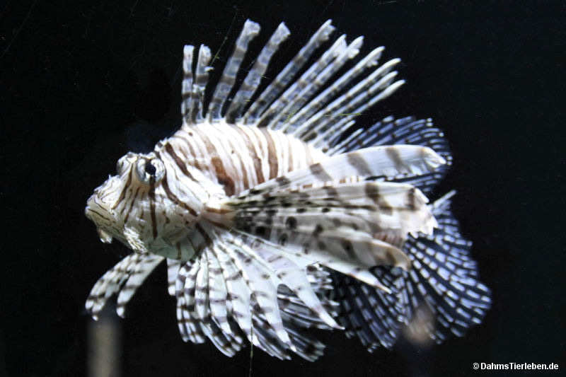 Pazifischer Rotfeuerfisch
(Pterois volitans) Pterois volitans