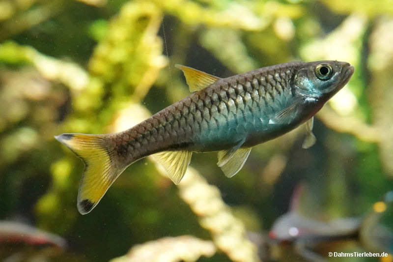 Gangesbärbling
(Rasbora rasbora) Rasbora rasbora