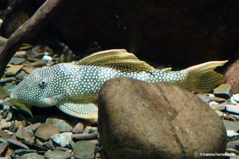 Sonnenwels
(Scobinancistrus aureatus) Scobinancistrus aureatus