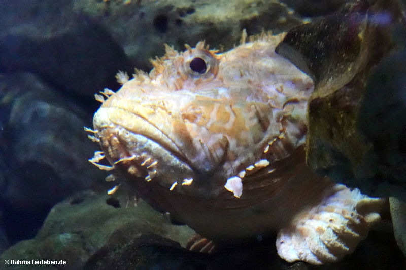 Großer Drachenkopf
(Scorpaena scrofa) Scorpaena scrofa