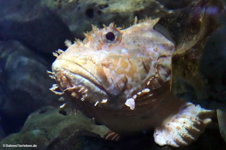 Scorpaena scrofa