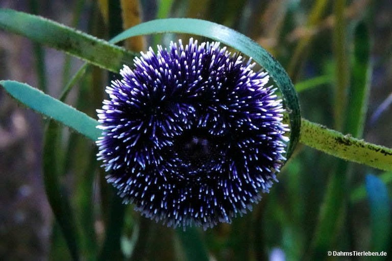 Sphaerechinus granularis