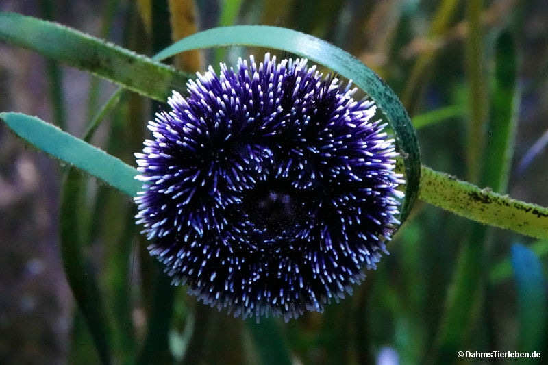 Violetter Seeigel Sphaerechinus granularis-3