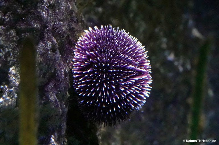Sphaerechinus granularis