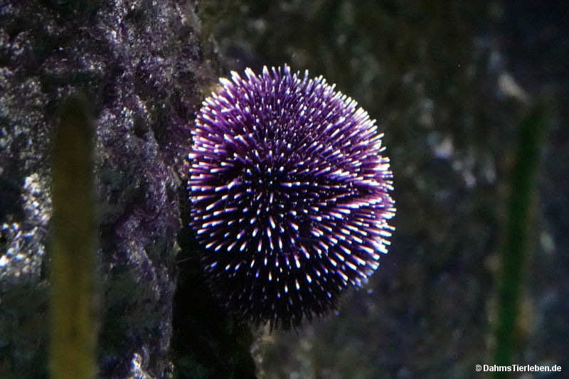Violetter Seeigel
(Sphaerechinus granularis) Sphaerechinus granularis